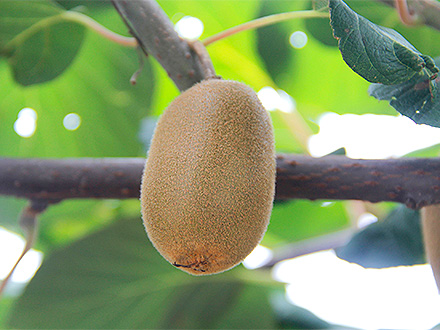 开云体育官方入口基地展示二