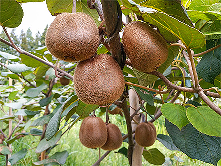 开云体育官方入口基地展示六